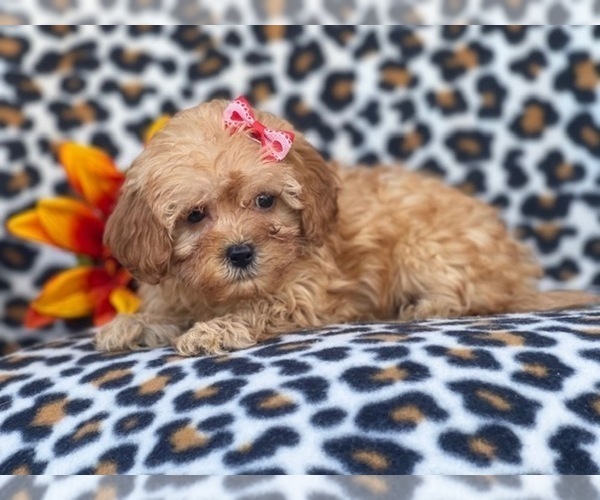 Medium Photo #9 Shih-Poo Puppy For Sale in LAKELAND, FL, USA