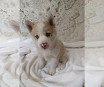 Small Photo #4 Pomsky Puppy For Sale in ORANGE PARK, FL, USA