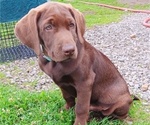 Puppy Cody Labrador Retriever
