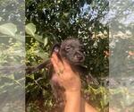 Small Photo #20 Xoloitzcuintli (Mexican Hairless) Puppy For Sale in BOX CANYON, CA, USA