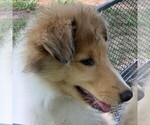 Small Photo #4 Collie Puppy For Sale in CENTERVIEW, MO, USA