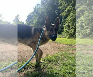 Medium German Shepherd Dog