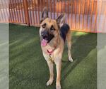 Small #1 German Shepherd Dog Mix