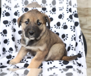 English Cream Golden Retriever-Mutt Mix Puppy for sale in SHILOH, OH, USA