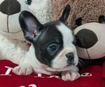 Small #1 Faux Frenchbo Bulldog
