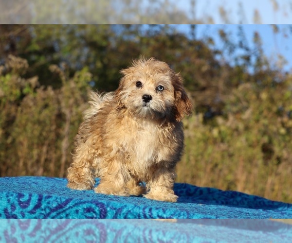 Medium Photo #20 ShihPoo Puppy For Sale in DYERSBURG, TN, USA