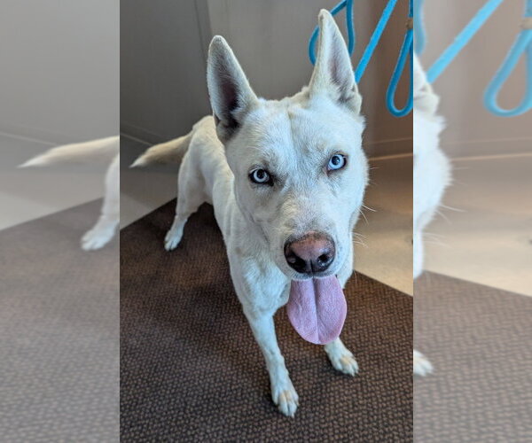 Medium Photo #5 Gerberian Shepsky Puppy For Sale in La Porte, IN, USA