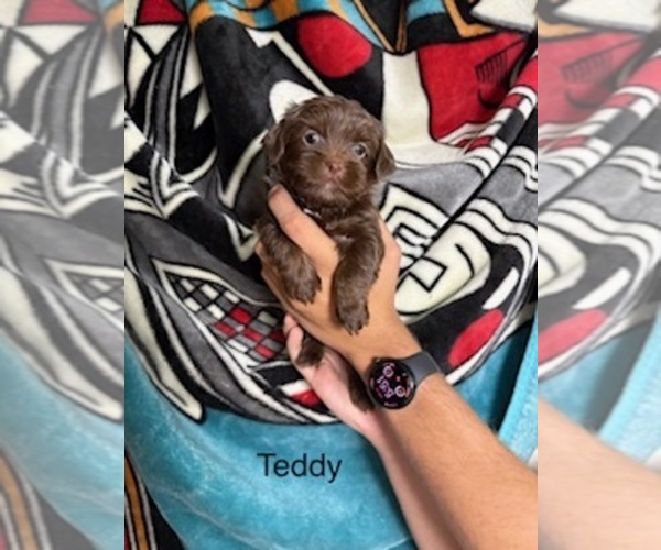 Medium Photo #9 Shorkie Tzu Puppy For Sale in SCOTTSDALE, AZ, USA
