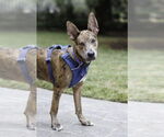 Small #3 Catahoula Leopard Dog Mix