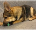 Puppy Puppy 1 German Shepherd Dog