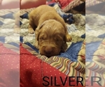 Small Photo #12 Golden Retriever Puppy For Sale in BLACKBURN, NC, USA