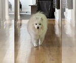Small #1 American Eskimo Dog