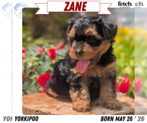 Medium Yorkipoo