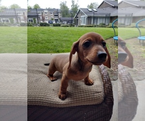 Dachshund Puppy for sale in TACOMA, WA, USA