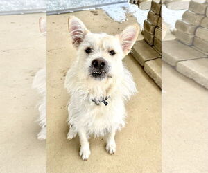Mutt Dogs for adoption in Estherville, IA, USA