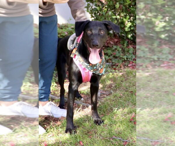 Medium Photo #3 Labrador Retriever-Unknown Mix Puppy For Sale in Dana Point, CA, USA