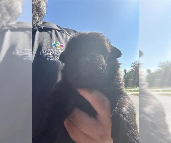 Medium Photo #1 Labrador Retriever-Unknown Mix Puppy For Sale in Houston, TX, USA