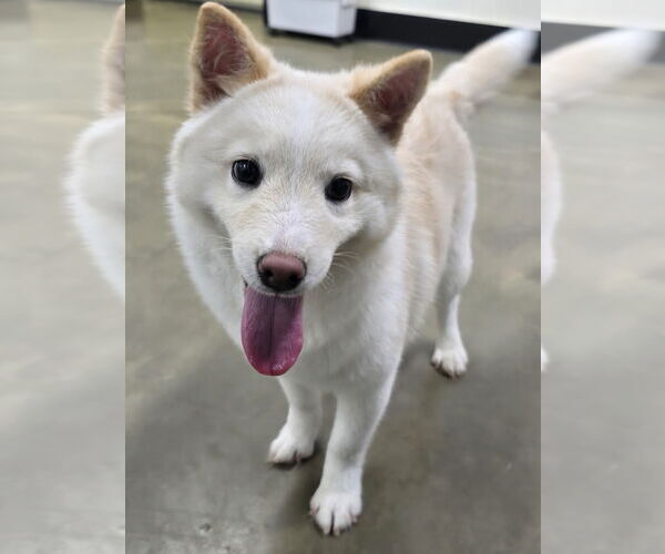 Medium Photo #1 Shiba Inu-Unknown Mix Puppy For Sale in Agoura Hills, CA, USA