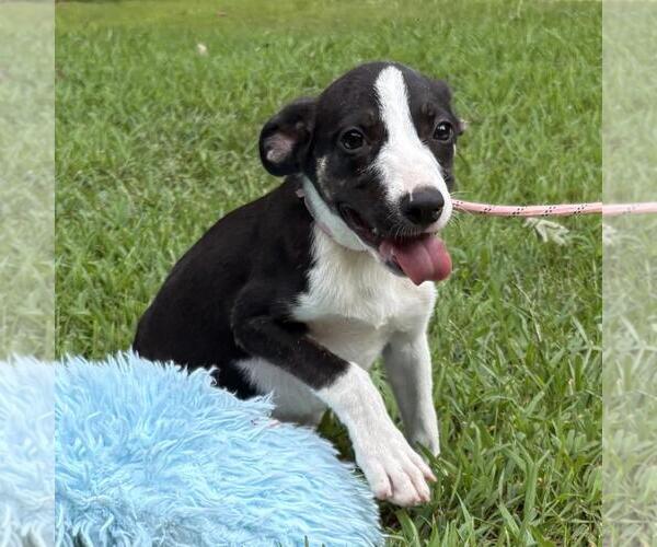 Medium Photo #2 Labrenees Puppy For Sale in Yardley, PA, USA