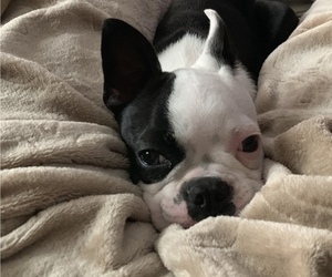 Mother of the Boston Terrier puppies born on 10/17/2022