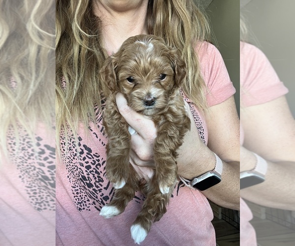 Medium Photo #11 Goldendoodle (Miniature) Puppy For Sale in NEPHI, UT, USA