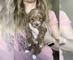 Small #10 Goldendoodle (Miniature)