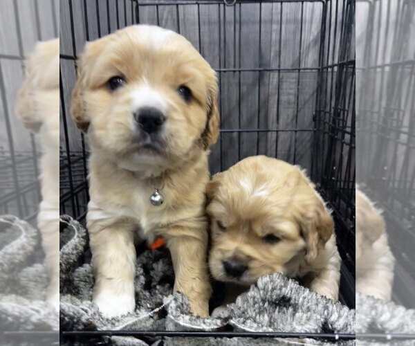 Medium Photo #3 Golden Cocker Retriever Puppy For Sale in Aylmer, Ontario, Canada
