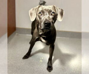 Medium Weimaraner Mix