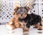 Small Photo #4 Yorkshire Terrier Puppy For Sale in MOUNT VERNON, OH, USA
