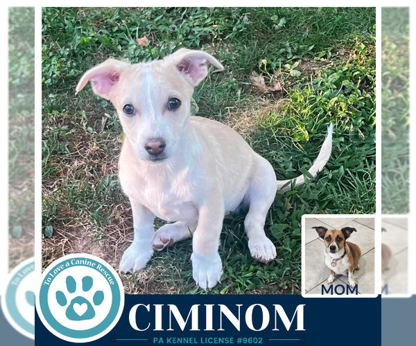 Medium Photo #4 Beagle-Unknown Mix Puppy For Sale in Kimberton, PA, USA