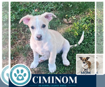 Small Photo #4 Beagle-Unknown Mix Puppy For Sale in Kimberton, PA, USA