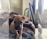 Small Photo #24 American Pit Bull Terrier Puppy For Sale in TACOMA, WA, USA