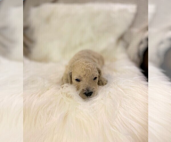 Medium Photo #3 Goldendoodle Puppy For Sale in ZEBULON, NC, USA
