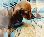 Small Photo #4 Dachshund Puppy For Sale in COFFEYVILLE, KS, USA