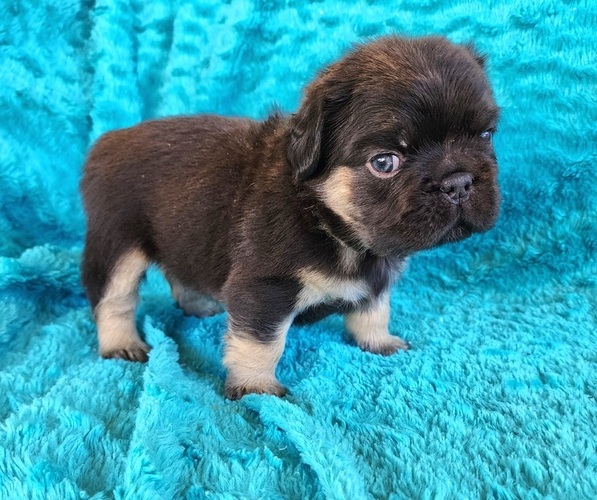 Medium Photo #3 French Bulldog Puppy For Sale in LAS VEGAS, NV, USA