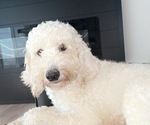 Small Photo #1 Goldendoodle (Miniature) Puppy For Sale in CENTRALIA, IL, USA