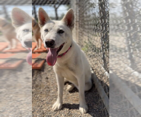 Medium Photo #2 Siberian Husky-Unknown Mix Puppy For Sale in Bemidji, MN, USA