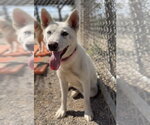 Small #1 Siberian Husky Mix