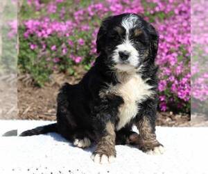 Bernedoodle Puppy for sale in NEW ENTRPRISE, PA, USA
