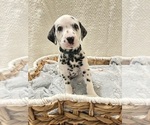 Small #6 Dalmatian