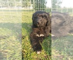 Small Photo #13 Aussiedoodle Miniature -Poodle (Miniature) Mix Puppy For Sale in OTTAWA, OH, USA