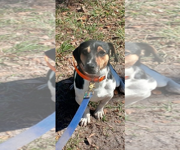 Medium Photo #1 Jack Russell Terrier Puppy For Sale in JASPER, FL, USA