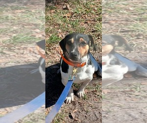 Father of the Jack Russell Terrier puppies born on 05/23/2025