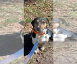 Small Photo #1 Jack Russell Terrier Puppy For Sale in JASPER, FL, USA