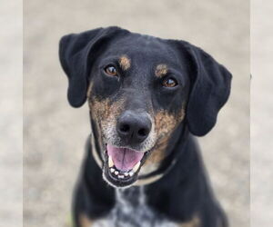 Pointer-Unknown Mix Dogs for adoption in Fargo, ND, USA