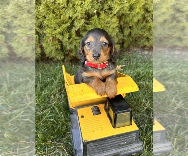 Medium Photo #2 Dachshund Puppy For Sale in MIDDLEBURY, IN, USA