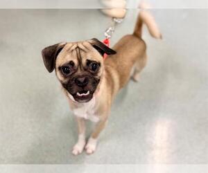 Pug-Unknown Mix Dogs for adoption in Santa Rosa, CA, USA