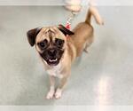 REGGIE - Male Pug-Unknown Mix Dog for Adoption - Small photo