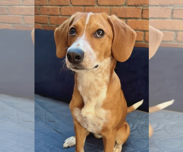 Medium Photo #5 Beagle-Unknown Mix Puppy For Sale in Westwood, NJ, USA