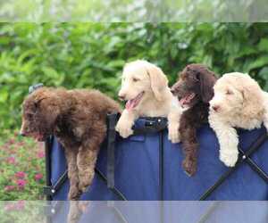 Labradoodle Puppy for sale in MICANOPY, FL, USA